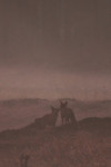 2 Vossen (Vulpes vulpes) in de ochtendmist, Hindekamp